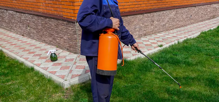 Non Toxic Termite Treatment in Belleville