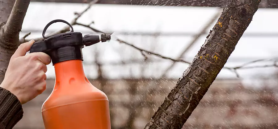 Orange Oil Structural Cavity Treatment in Belleville