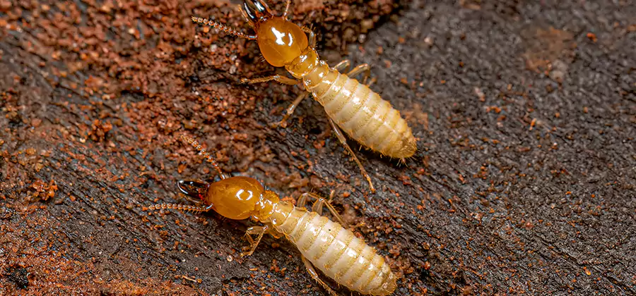 Natural Ant Hill Killer Treatment in Belleville