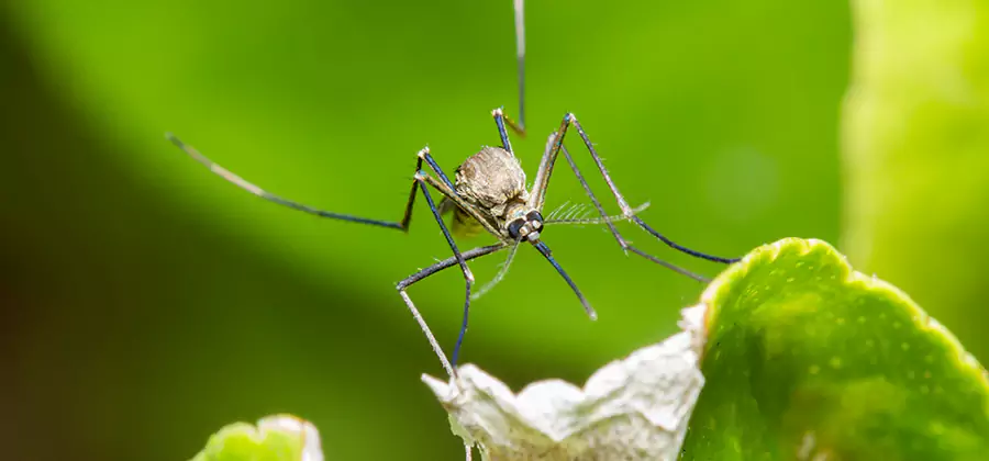 Natural Outdoor Mosquito Repellent in Belleville