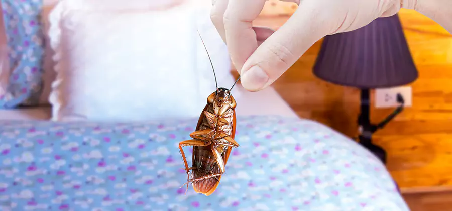 Bed Bug Inspection in Belleville