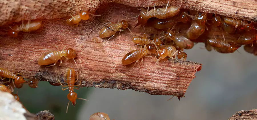 Termite Pest Management in Belleville