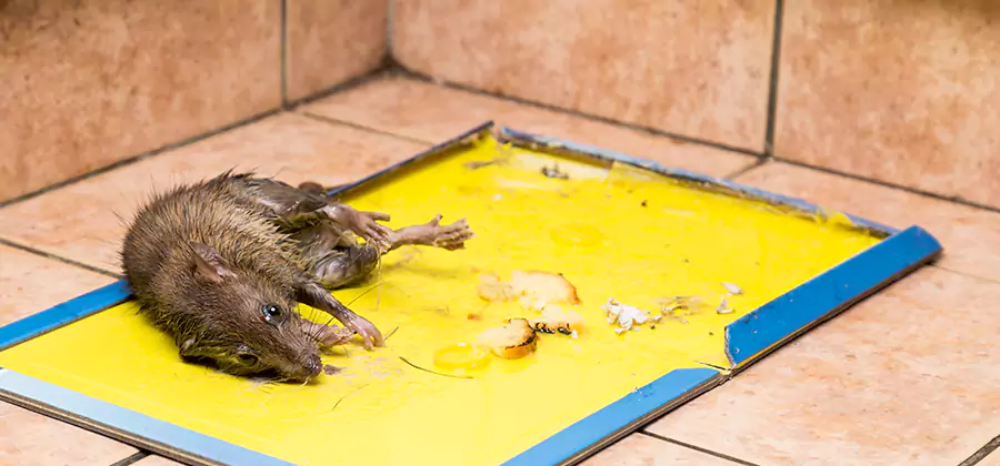 Rat Trapping Service In Belleville