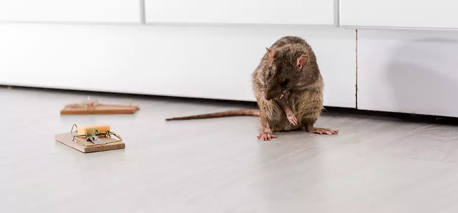 Rat Baiting Removal Service in Belleville