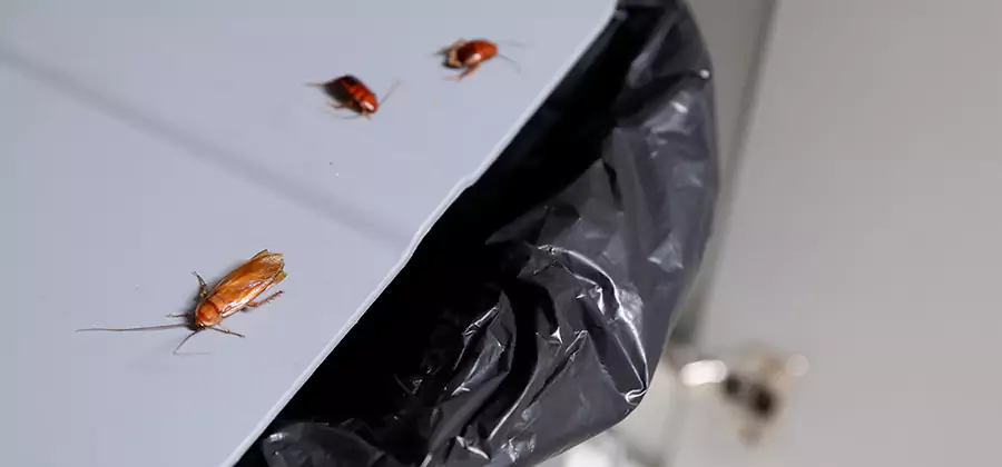 German Roach Pest Control in Belleville