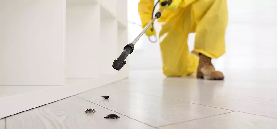 Roach and Bed Bug Exterminator in Belleville