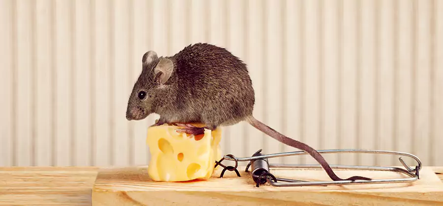 Commercial Rodent Exclusion Services in Belleville