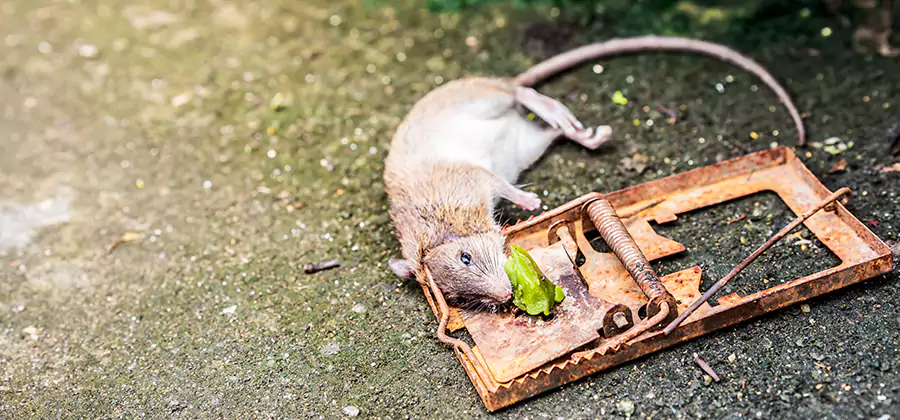 Rat Trapping in Belleville