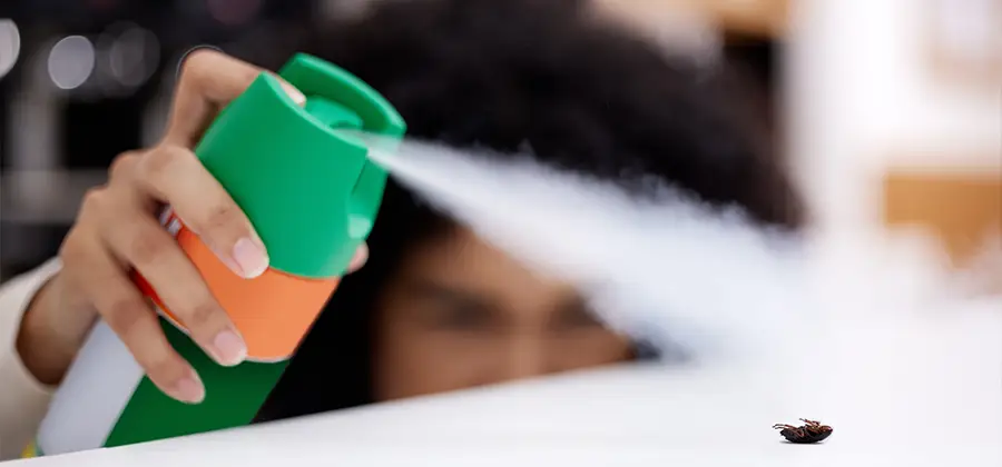 Child Safe Bed Bug Treatment in Belleville