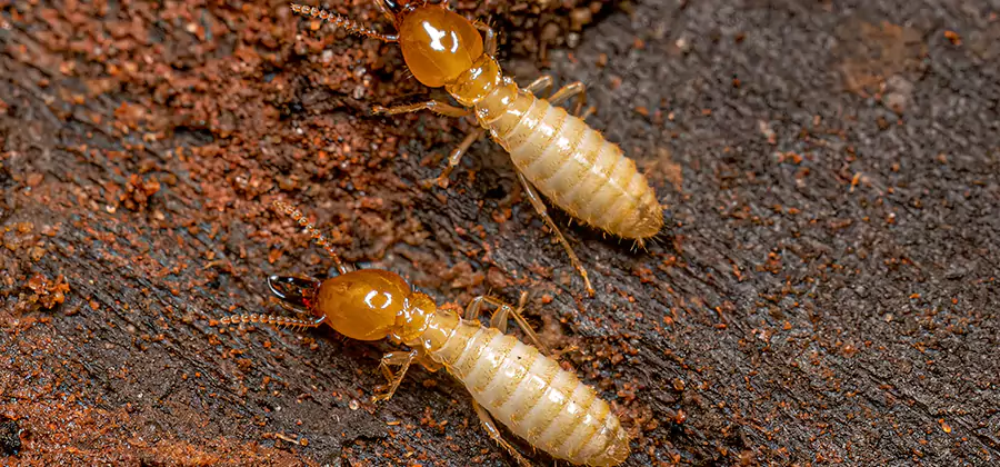 Sentricon Residential Termite Control in Belleville