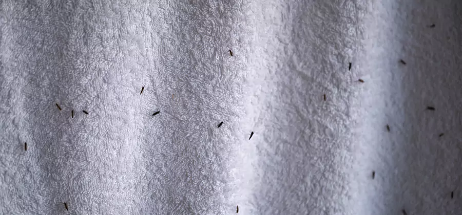 Small Black Ants in Bathroom Treatment in Belleville