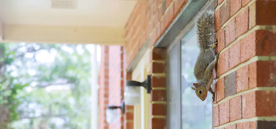 Squirrel Inside Walls Removal in Belleville