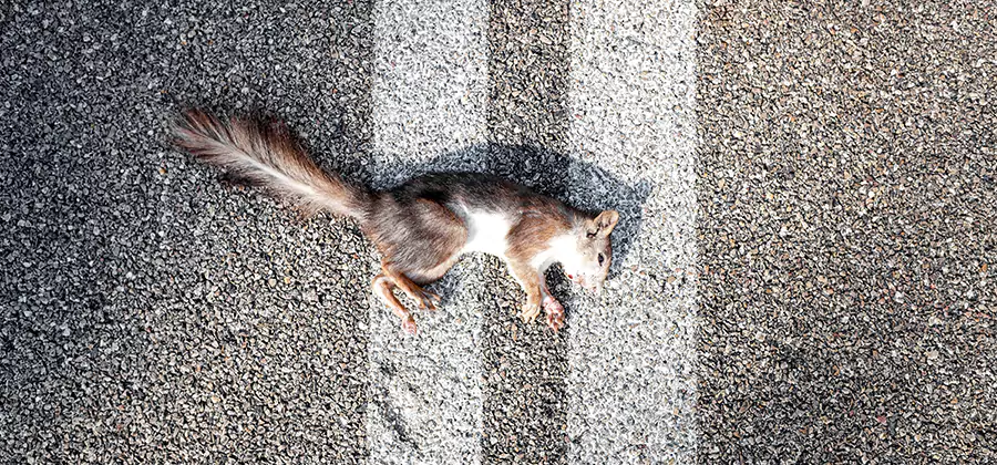 Dead Squirrel Removal in Belleville