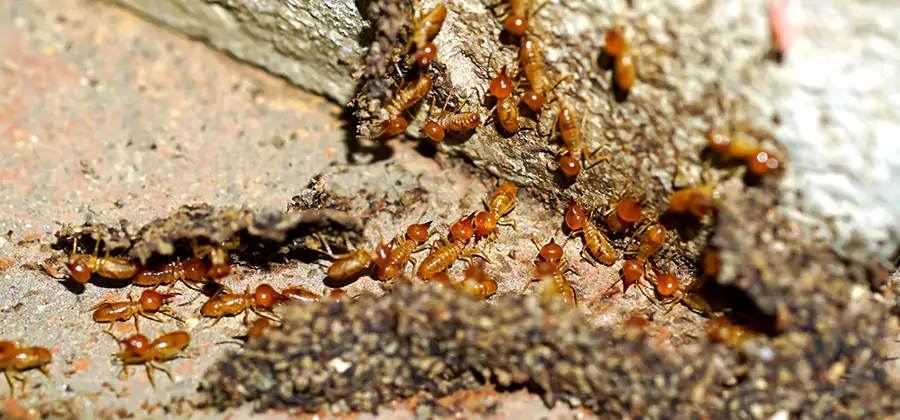Wood Treatment and Localized Termite Solutions in Belleville