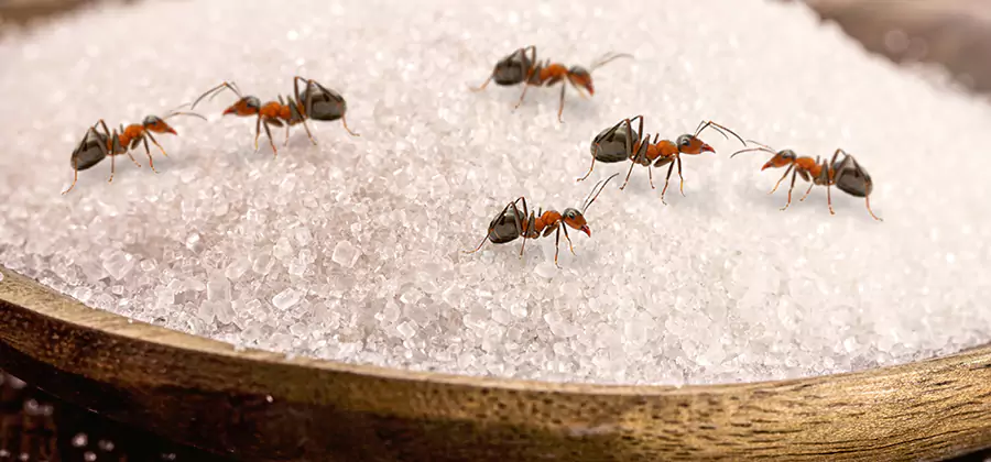 Indoor Sugar Ant Treatment in Belleville