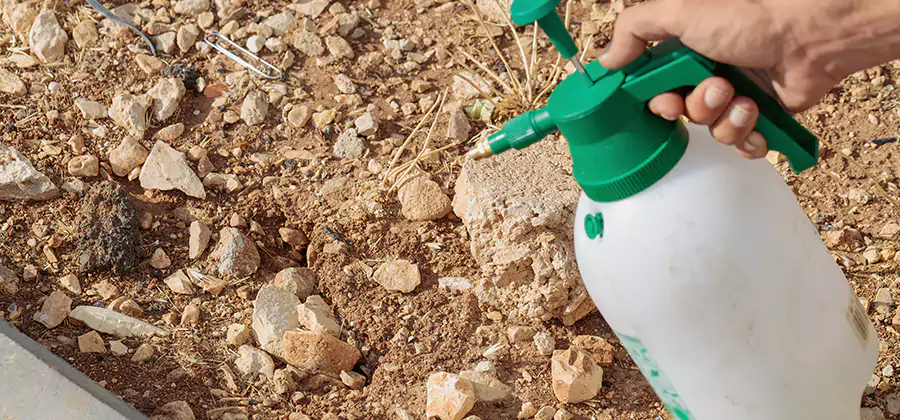 Heat Treatment Termite Cost in Belleville