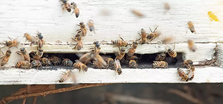 Residential Termite Fumigation in Belleville