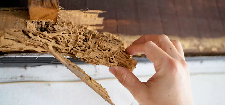 Pre-Purchase Termite Inspection in Belleville