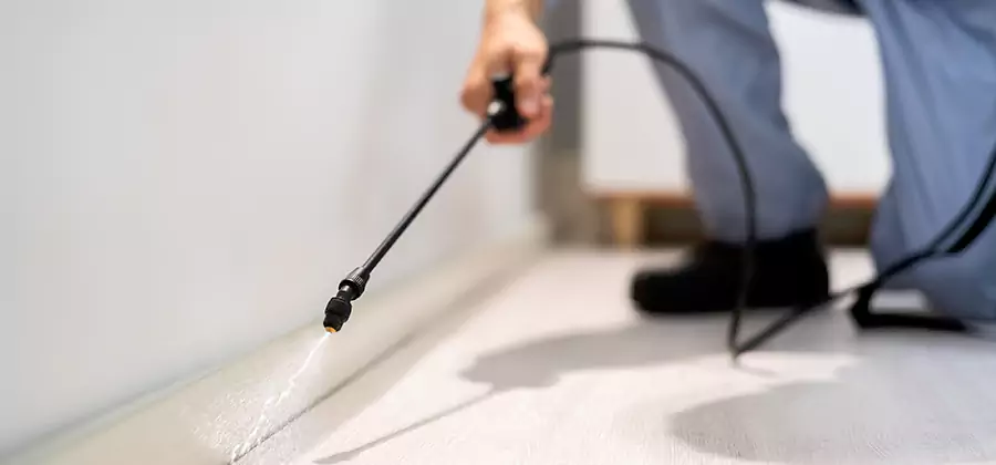 Direct Termite Injection Treatment in Belleville