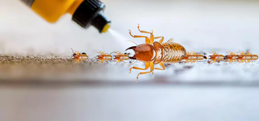 Foundation Termite Spraying Control in Belleville