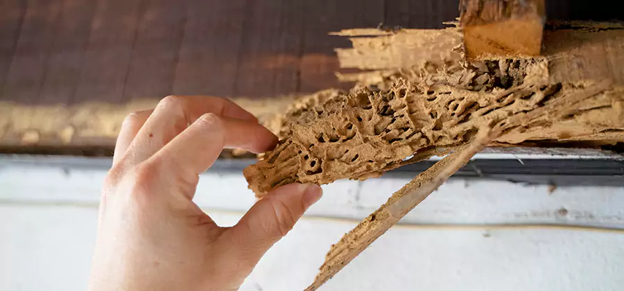 Pre-Construction Termite Treatment in Belleville