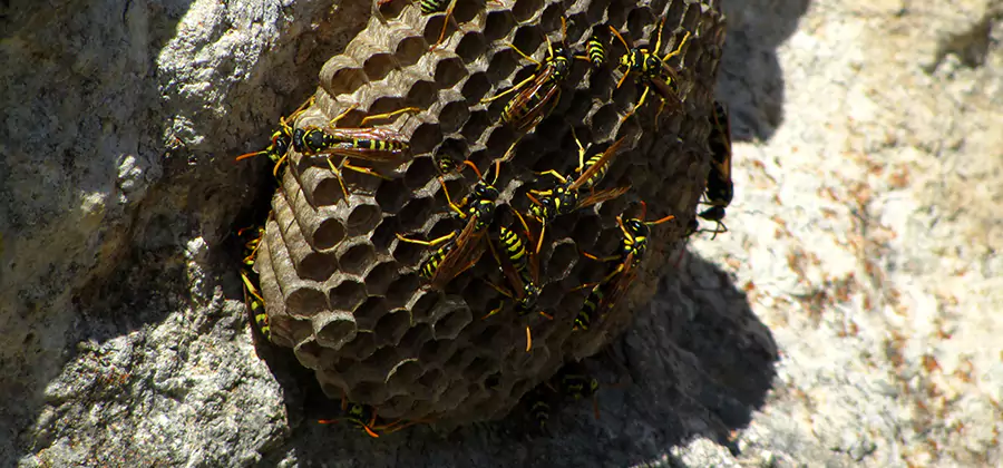 Wasp Nest in Tree Removal Belleville