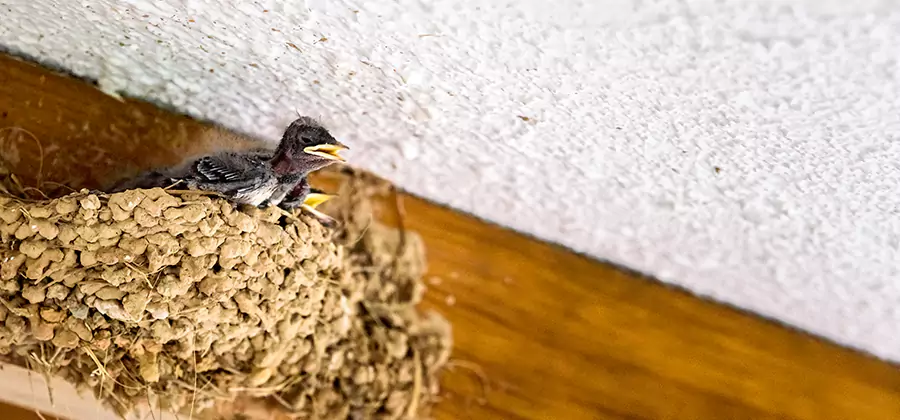 Bird Removal From House in Belleville