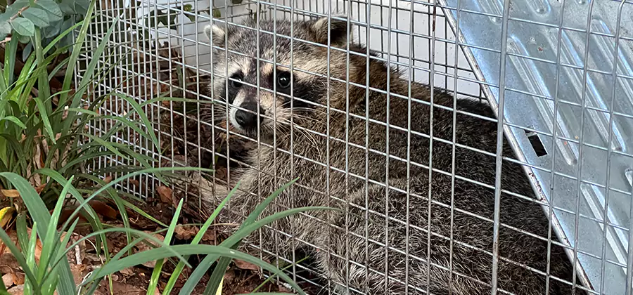 Wildlife Relocation Services in Belleville