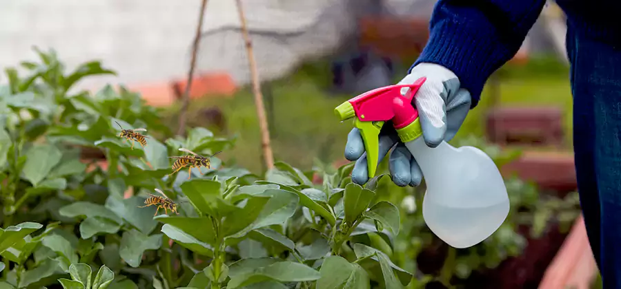 Yellow Jacket Pest Removal for Commercial Properties in Belleville