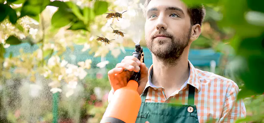 Yellow Jacket Wasp Removal in Belleville