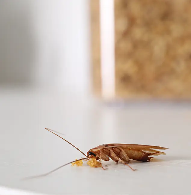 Why Belleville Pest Control Pro Stands Out in Belleville, NJ?