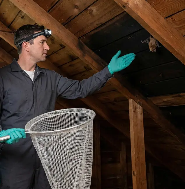 Why Belleville Pest Control Pro Is the Right Choice in Belleville, NJ?