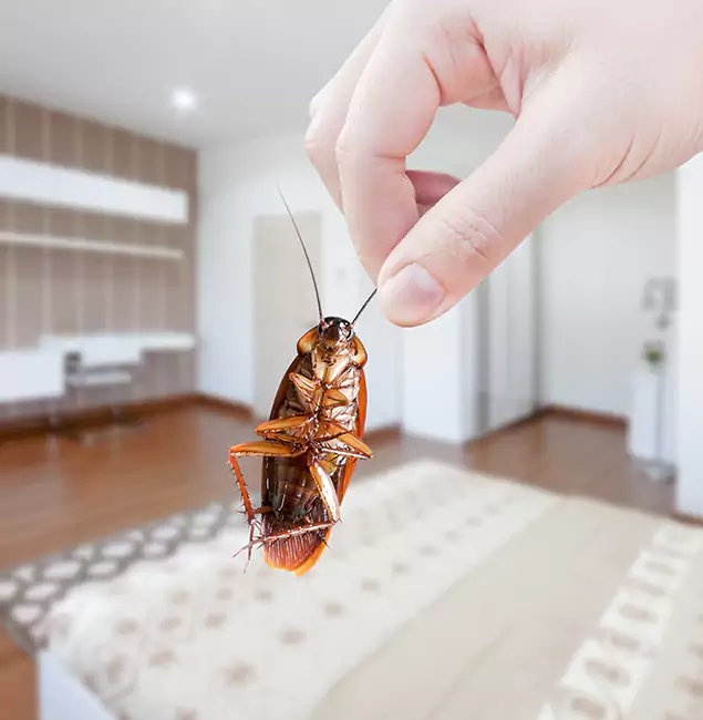 Why Belleville Pest Control Pro Stand Out for Bed Bug Fumigation in Belleville, NJ?
