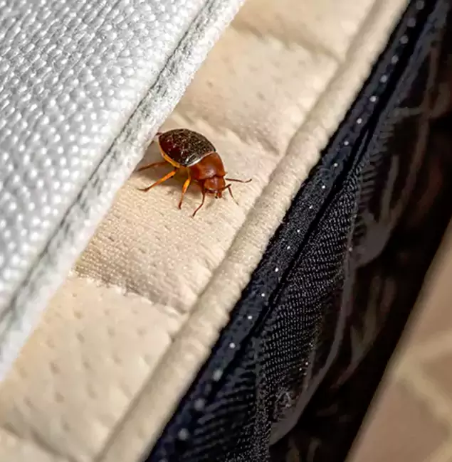Why Choose Belleville Pest Control Pro for Bed Bug Treatment at Home in Belleville, NJ?
