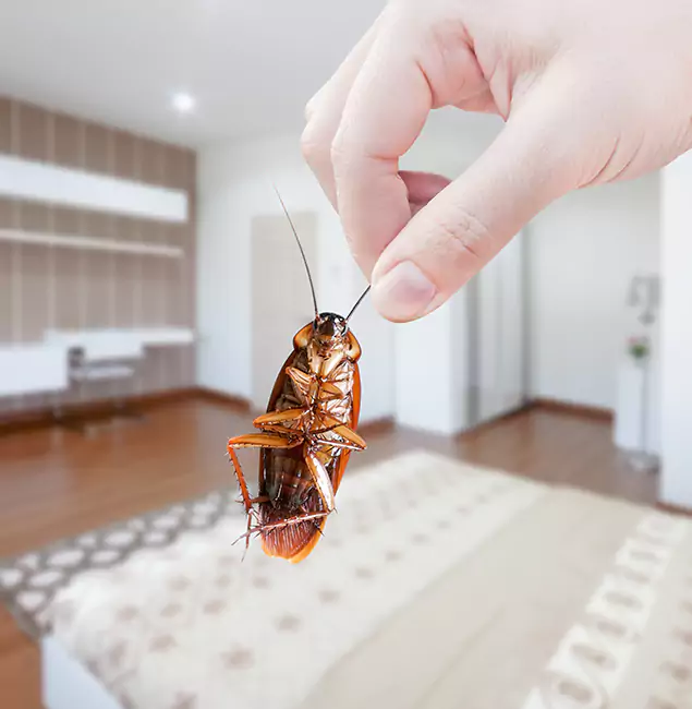 Why Belleville Pest Control Pro Stand Out For Bed Bug Inspection in Belleville, NJ?