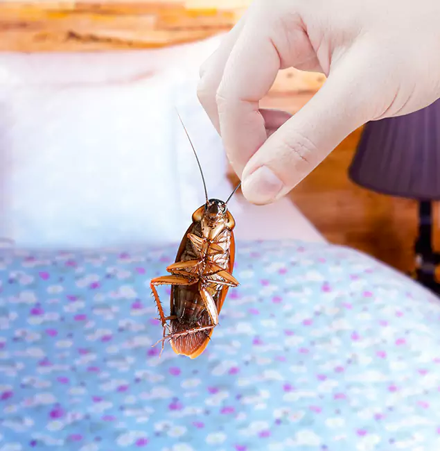 Why Choose Belleville Pest Control Pro for Bed Bug Treatment in Belleville, NJ?