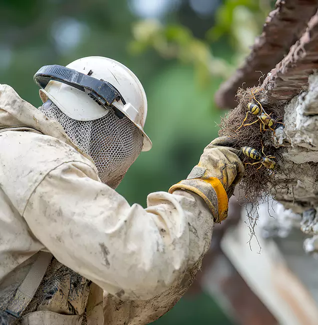 Why Belleville Property Owners Choose Belleville Pest Control Pro for Bee Exterminator?