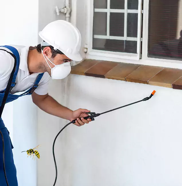 Why Belleville Property Owners Choose Belleville Pest Control Pro for Bee Nest Removal?