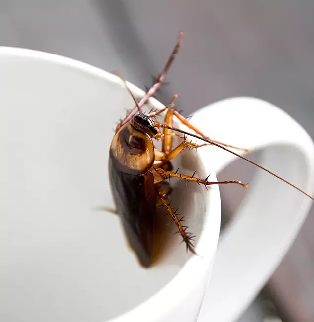 Why Belleville, NJ Residents Trust Belleville Pest Control Pro for Cockroach Fumigation?