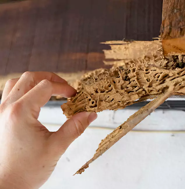 Why Choose Belleville Pest Control Pro in Belleville, NJ?