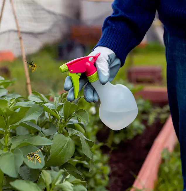 Why Belleville Homeowners Choose Belleville Pest Control Pro for Honey Bee Removal?