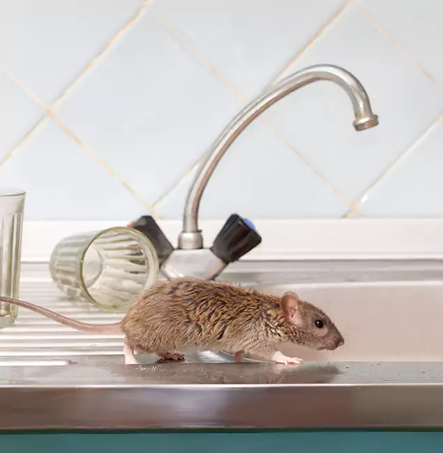 Why Belleville, NJ Trusts Belleville Pest Control Pro for Humane Rodent Control?