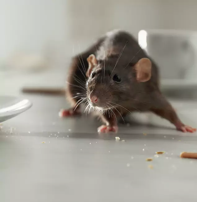 Why Belleville Homeowners Choose Belleville Pest Control Pro for Mice Control?
