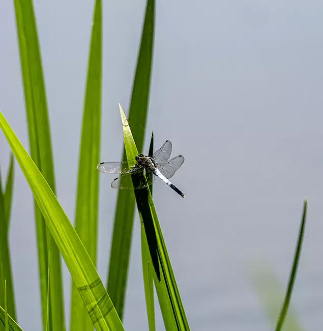 Why Belleville Families Trust Belleville Pest Control Pro for Mosquito Prevention?