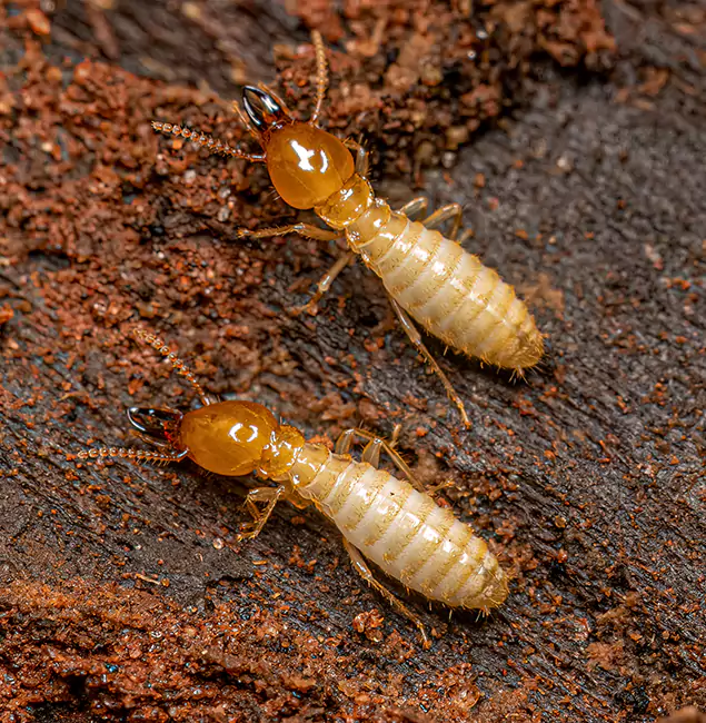 Why Choose Belleville Pest Control Pro for Termite Treatment Without Tenting in Belleville, NJ?