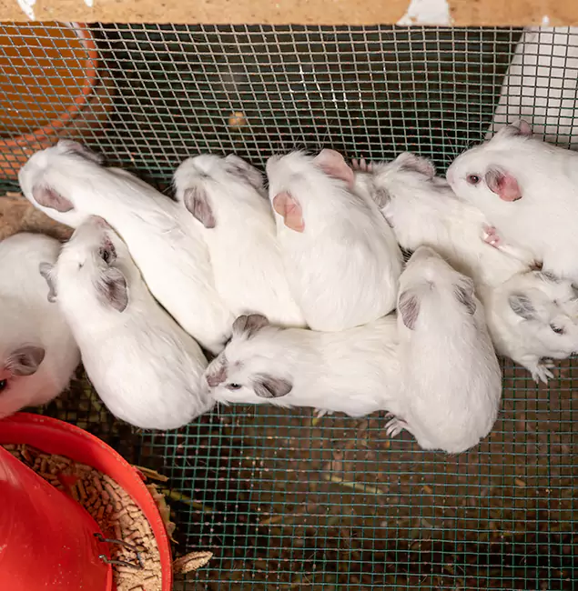 Why Choose Belleville Pest Control Pro for Rat Infestation in Belleville, NJ?