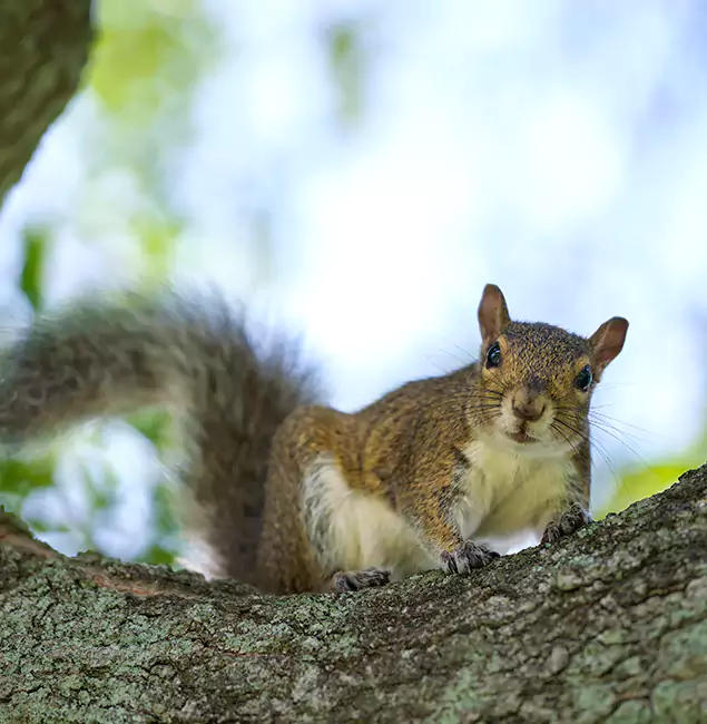 Why Belleville, NJ Relies on Belleville Pest Control Pro for Squirrel Pest Control?