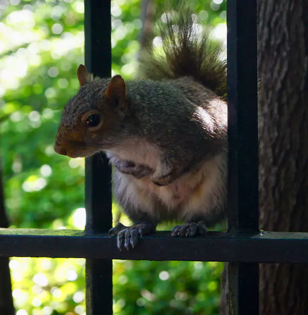 Why Belleville, NJ Chooses Belleville Pest Control Pro for Squirrel Removal?