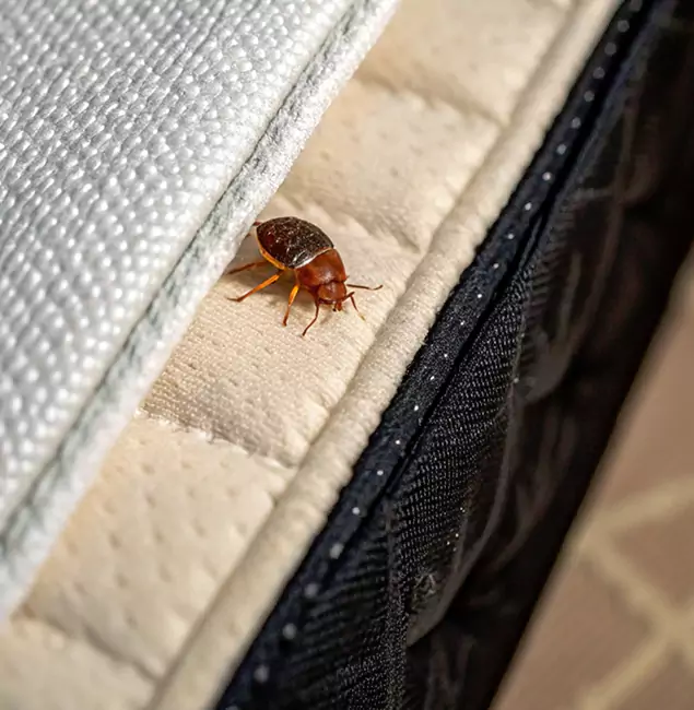 Why Belleville Homeowners Trust Belleville Pest Control Pro for Tick Treatment?