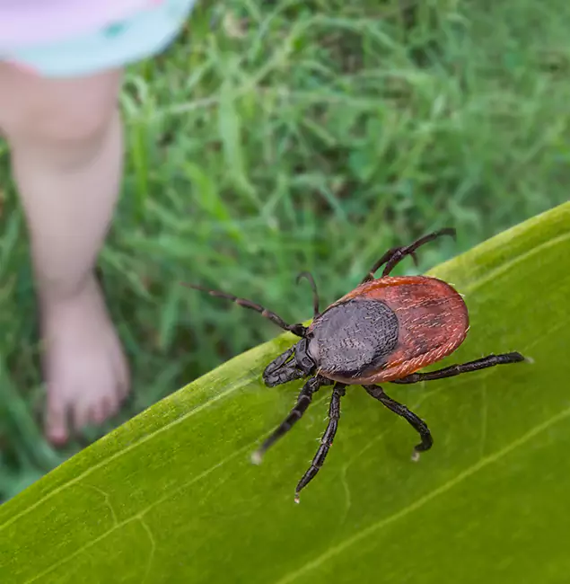 Why Belleville Homeowners Choose Belleville Pest Control Pro for Tick Extermination?